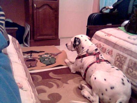 mon chien